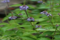 Anisochilus carnosus